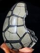 Septarian Dragon Egg Geode - Crystal Filled #37363-4